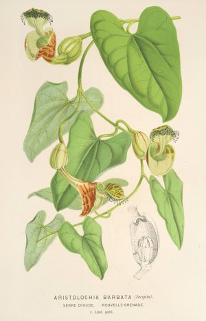 Aristolochia barbata by Charles Antoine Lemaire Oil Painting