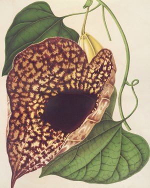 Aristolochia cordiflora by Charles Antoine Lemaire Oil Painting