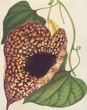 Aristolochia cordiflora by Charles Antoine Lemaire Oil Painting