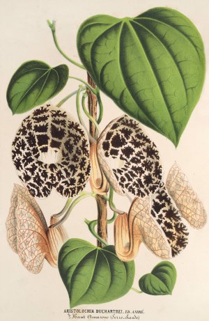 Aristolochia Duchartrei by Charles Antoine Lemaire Oil Painting