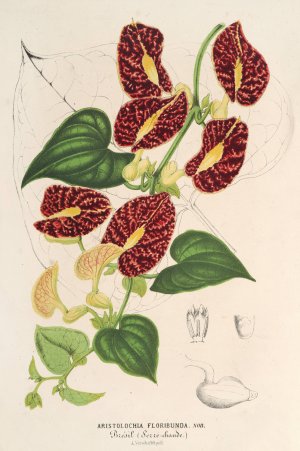 Aristolochia floribunda by Charles Antoine Lemaire Oil Painting