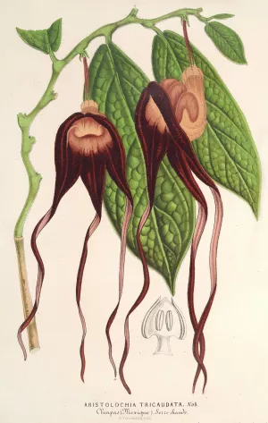 Aristolochia tricaudata by Charles Antoine Lemaire Oil Painting