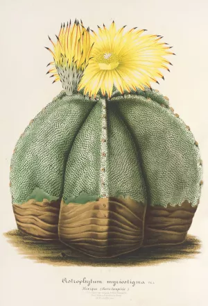 Astrophytum myriostigma by Charles Antoine Lemaire Oil Painting