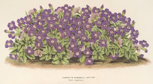Aubrietia Campbelli Oil painting by Charles Antoine Lemaire