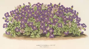 Aubrietia Campbelli by Charles Antoine Lemaire Oil Painting