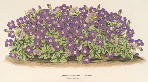 Aubrietia Campbelli  by Charles Antoine Lemaire - Hand-Painted Oil Painting Reproduction