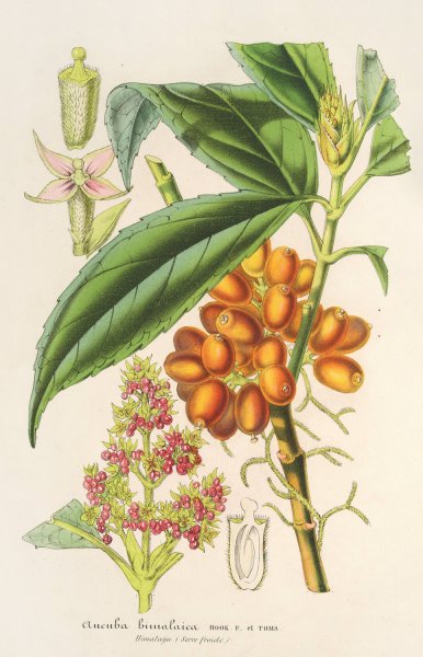 Aucuba bimalaica  by Charles Antoine Lemaire - Hand-Painted Oil Painting Reproduction