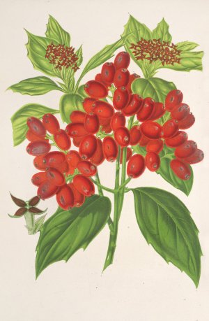 Aucuba japonica Thunb. en fruits by Charles Antoine Lemaire Oil Painting