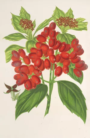 Aucuba japonica Thunb. en fruits by Charles Antoine Lemaire Oil Painting
