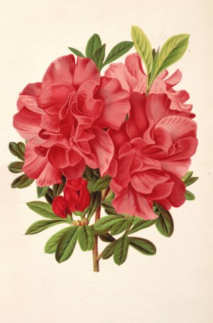 Azalea baron de Schickler by Charles Antoine Lemaire Oil Painting