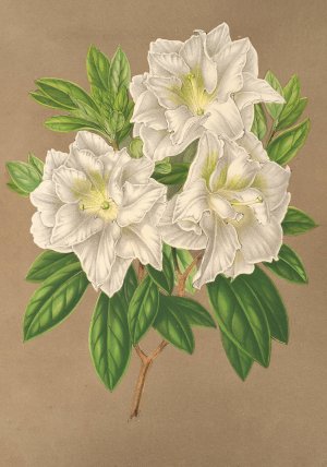 Azalea Bernhard Andrea alba by Charles Antoine Lemaire Oil Painting
