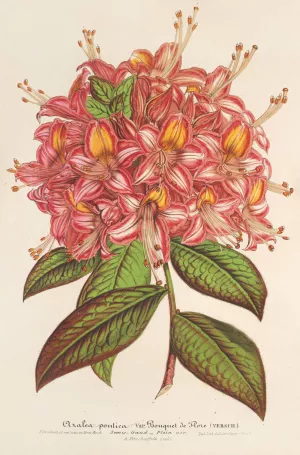 Azalea Bouquet de Flore Hort. Versch by Charles Antoine Lemaire Oil Painting