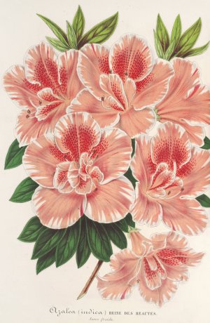 Azalea indica by Charles Antoine Lemaire Oil Painting