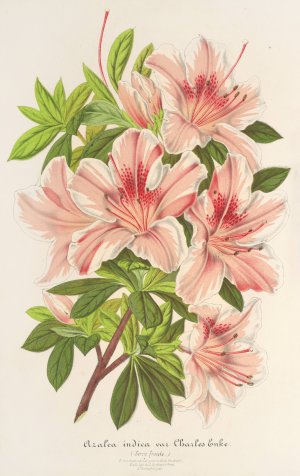 Azalea indica by Charles Antoine Lemaire Oil Painting