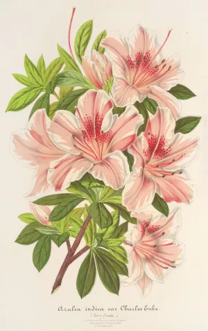 Azalea indica Oil painting by Charles Antoine Lemaire