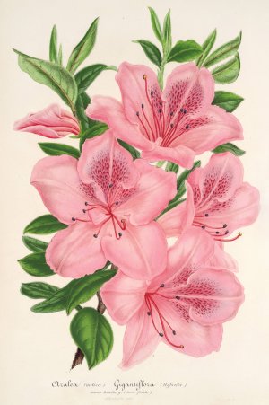 Azalea indica by Charles Antoine Lemaire Oil Painting