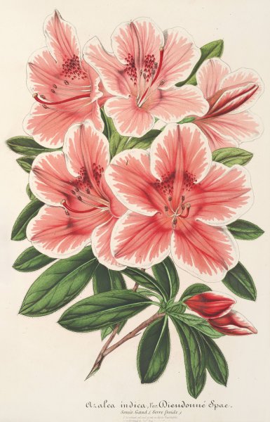 Azalea indica  by Charles Antoine Lemaire - Hand-Painted Oil Painting Reproduction