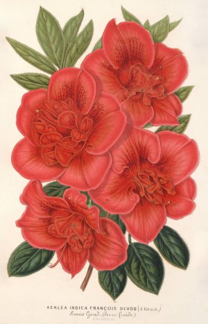 Azalea by Charles Antoine Lemaire Oil Painting