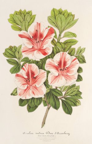 Azalea by Charles Antoine Lemaire Oil Painting