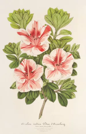Azalea Oil painting by Charles Antoine Lemaire