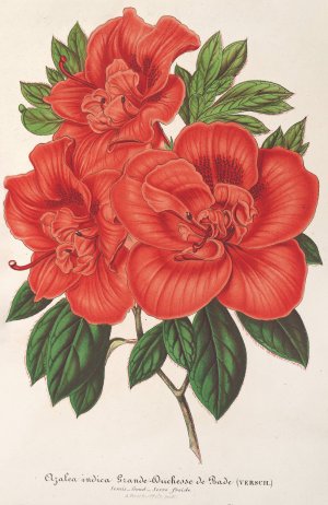 Azalea Oil painting by Charles Antoine Lemaire