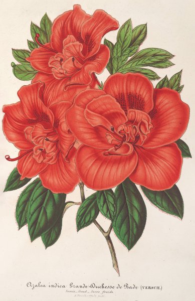 Azalea  by Charles Antoine Lemaire - Hand-Painted Oil Painting Reproduction