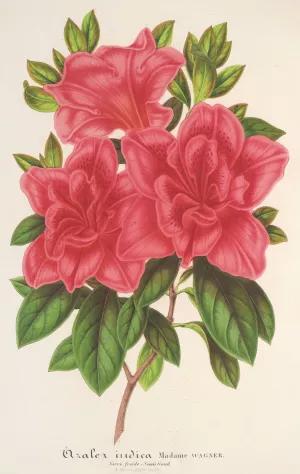 Azalea by Charles Antoine Lemaire Oil Painting
