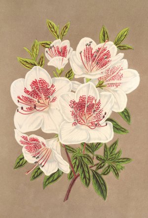 Azalea by Charles Antoine Lemaire Oil Painting
