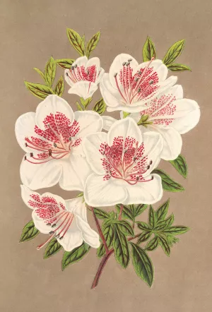 Azalea by Charles Antoine Lemaire Oil Painting