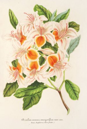 Azalea magnifica by Charles Antoine Lemaire Oil Painting
