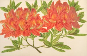 Azalea mollis Oil painting by Charles Antoine Lemaire