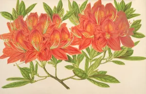 Azalea mollis by Charles Antoine Lemaire Oil Painting