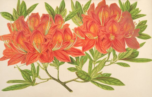 Azalea mollis  by Charles Antoine Lemaire - Hand-Painted Oil Painting Reproduction