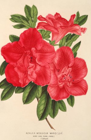 Azalea Monsieur Warocque by Charles Antoine Lemaire Oil Painting