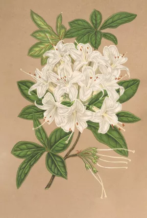 Azalea sinensis var Albiflora by Charles Antoine Lemaire Oil Painting
