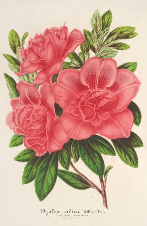 Azalea Oil painting by Charles Antoine Lemaire
