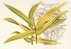Bambusa viridi-striata by Charles Antoine Lemaire Oil Painting