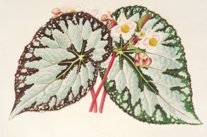 Begonia Charles Wagner by Charles Antoine Lemaire Oil Painting
