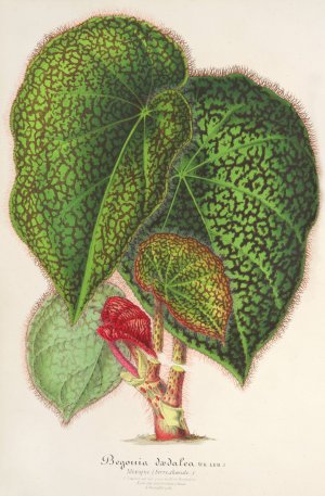 Begonia daedalea by Charles Antoine Lemaire Oil Painting