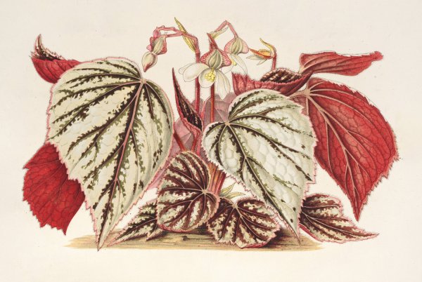 Begonia eximia  by Charles Antoine Lemaire - Hand-Painted Oil Painting Reproduction