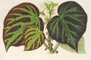 Begonia imperialis by Charles Antoine Lemaire Oil Painting