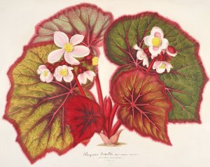 Begonia Leopoldi by Charles Antoine Lemaire Oil Painting