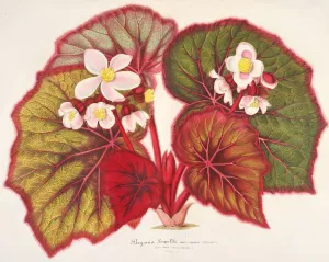 Begonia Leopoldi by Charles Antoine Lemaire Oil Painting