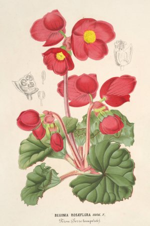 Begonia rosaeflora by Charles Antoine Lemaire Oil Painting