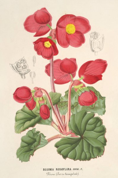 Begonia rosaeflora  by Charles Antoine Lemaire - Hand-Painted Oil Painting Reproduction