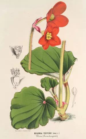 Begonia Veitchii Oil painting by Charles Antoine Lemaire