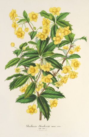 Berberis Hookerii by Charles Antoine Lemaire Oil Painting