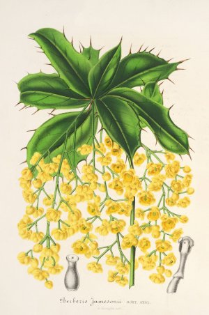 Berberis Jamesonii by Charles Antoine Lemaire Oil Painting