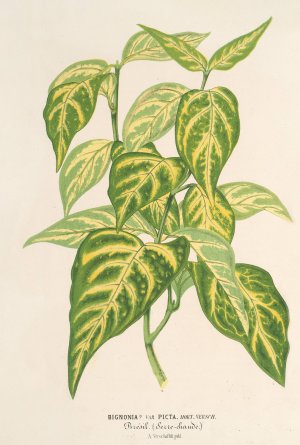 Bignonia picta by Charles Antoine Lemaire Oil Painting