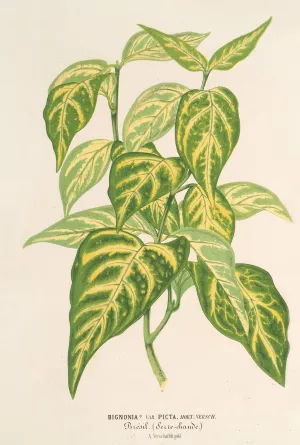 Bignonia picta Oil painting by Charles Antoine Lemaire
